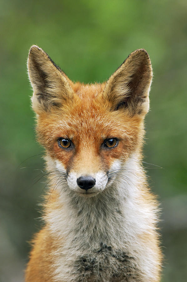 Red Fox Photograph by Jan Vermeer