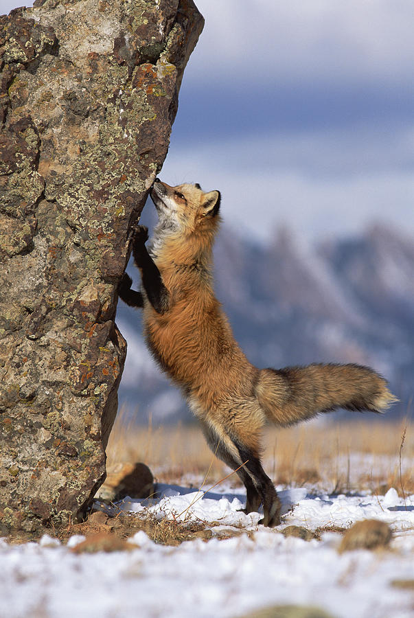 Red Fox Vulpes Vulpes Smelling Rock Photograph by Konrad Wothe