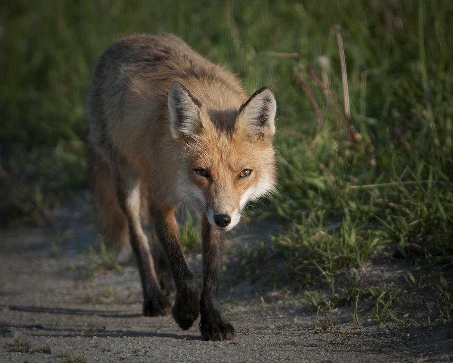 Red Fox Walking Photograph by Craig Leaper