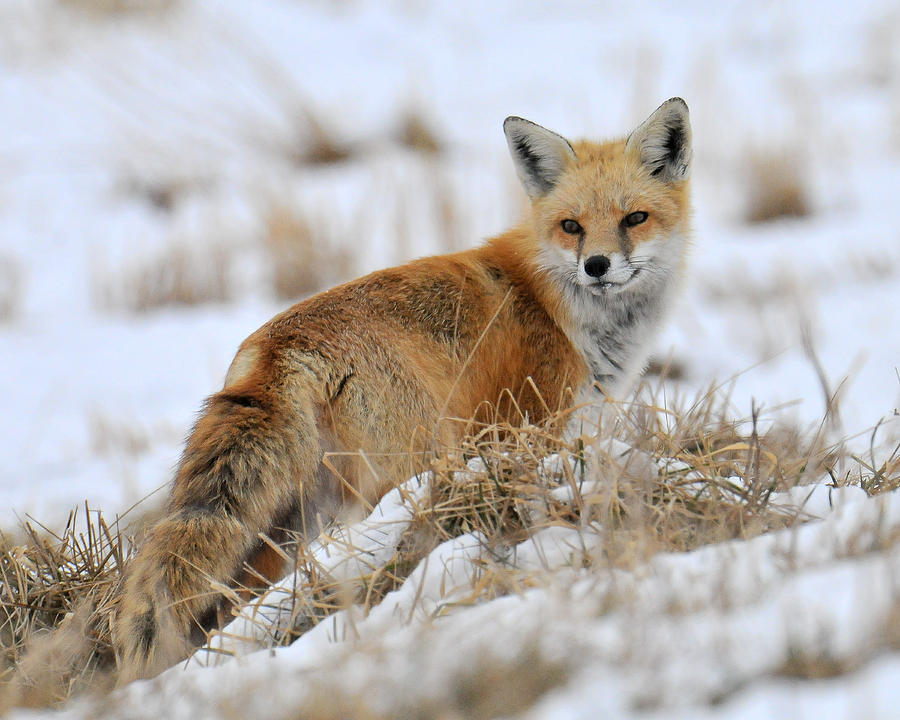 Red Fox Winter Photograph by Craig Leaper