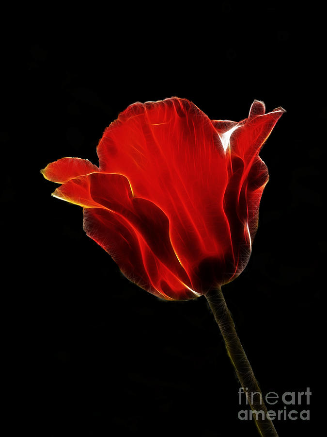 Flowers Still Life Photograph - Red fractal tulip by Steev Stamford