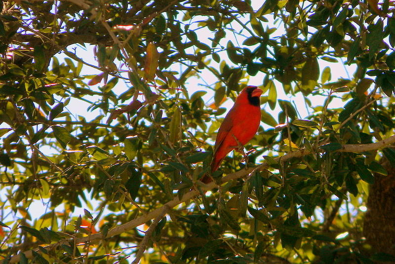 Red Friend Photograph by Kristin Osterman - Fine Art America