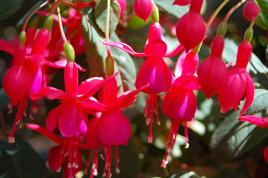 Red Fuchsias Photograph by Amy Fose
