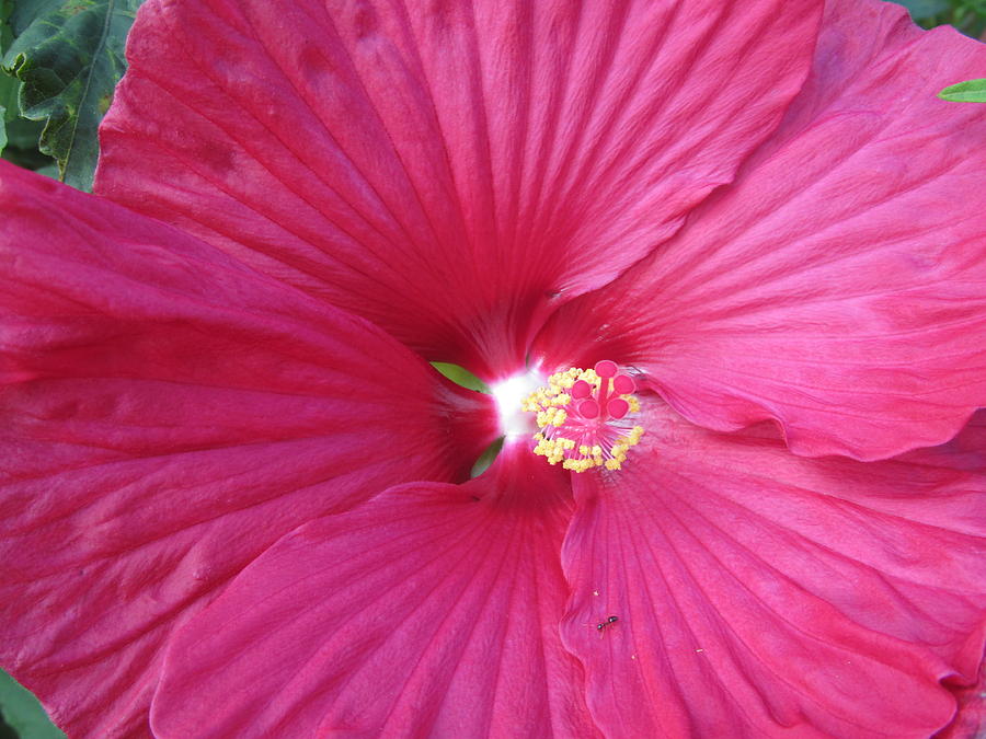 Red Full Bloom Hibiscus Photograph