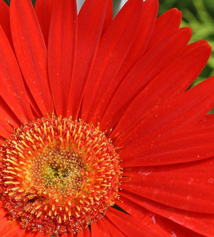 Red Gerber Daisy Photograph By Bruce Bley Fine Art America