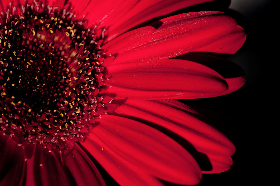 Red Gerbera Photograph by Laura Melis
