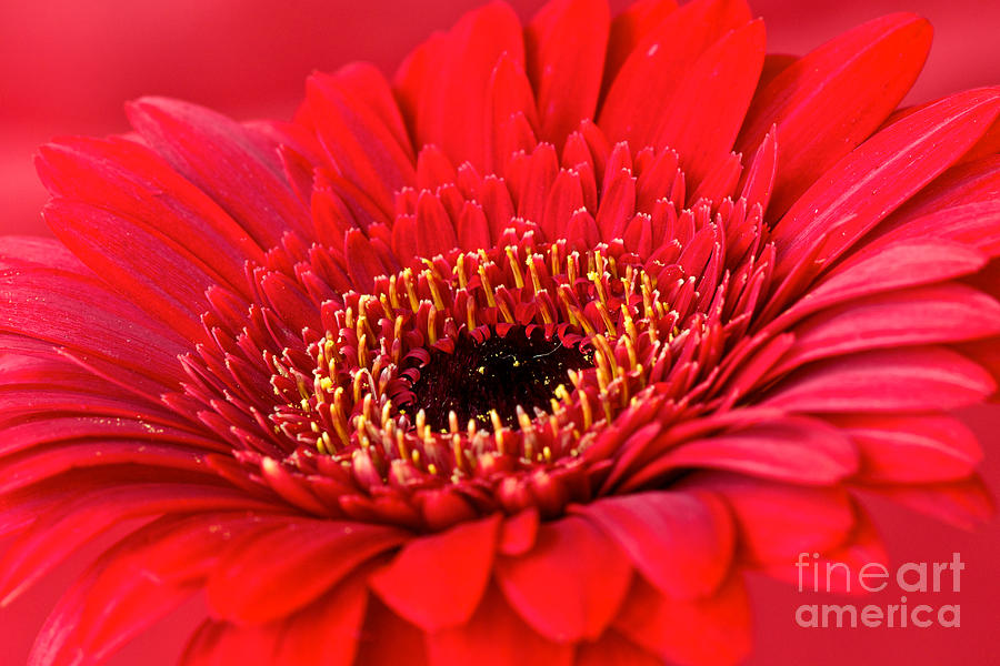Flowers Still Life Photograph - Red Gerbera by Mihaela Limberea