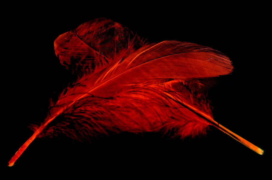 Red Ghost on Black Photograph by Steve Purnell