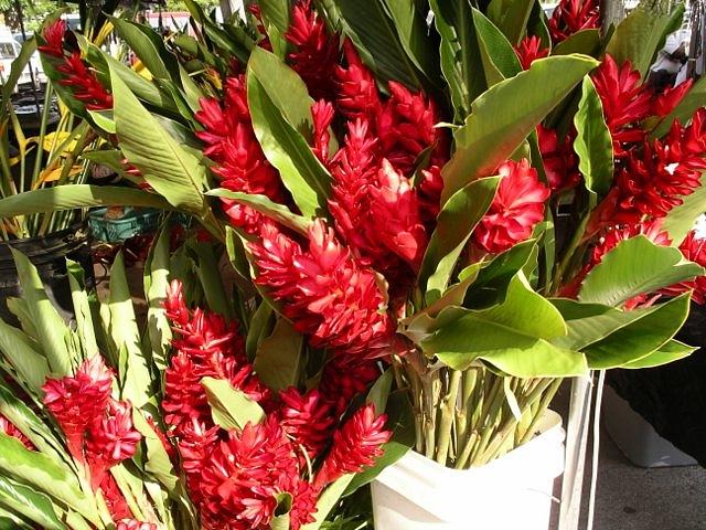 Red Ginger Blooms Photograph by Monica Cranswick | Fine Art America