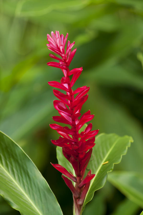 Red Ginger III Photograph by Greg Vaughn - Printscapes