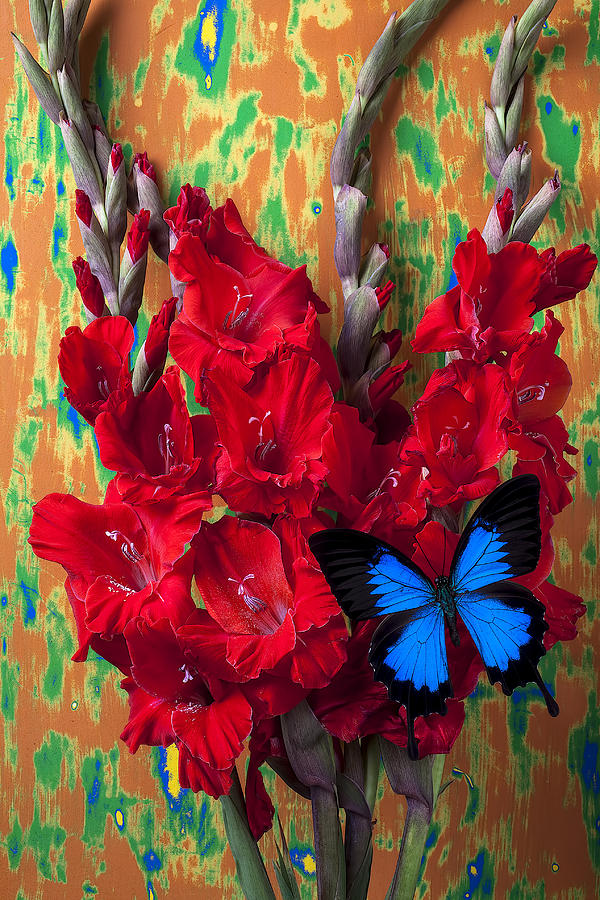 Flower Photograph - Red Gladiolus and blue butterfly by Garry Gay