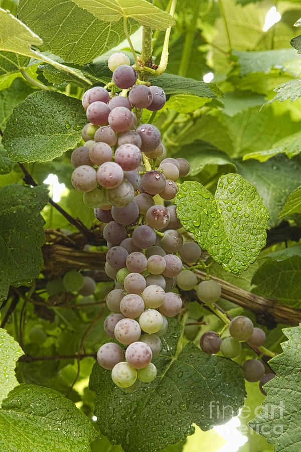 Red Grapes on The Vine Photograph by James BO Insogna