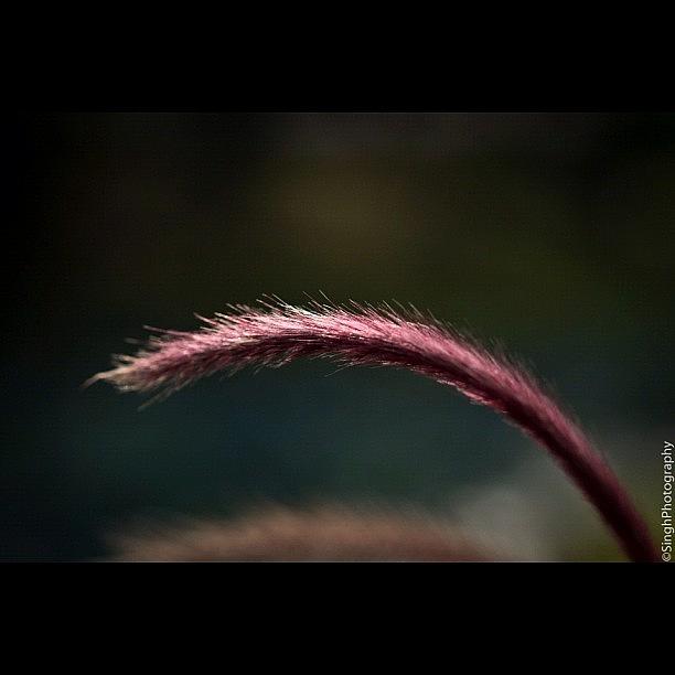 Red Grass Field Photograph by Phaisal Guladee