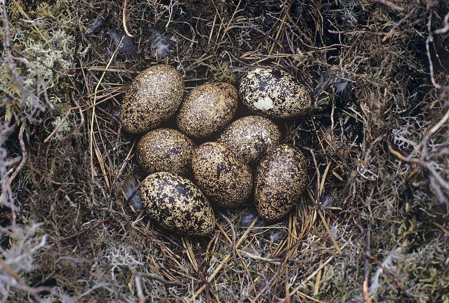 red grouse eggs