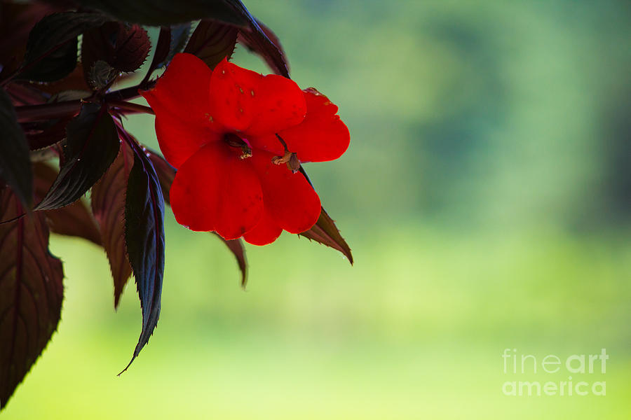 Red Hanging Plant Photograph by Derek Pisieczko - Fine Art America