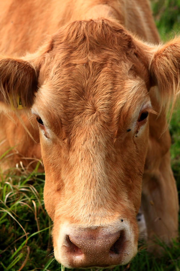 Brown Cow In Pasture Photograph by Aidan Moran