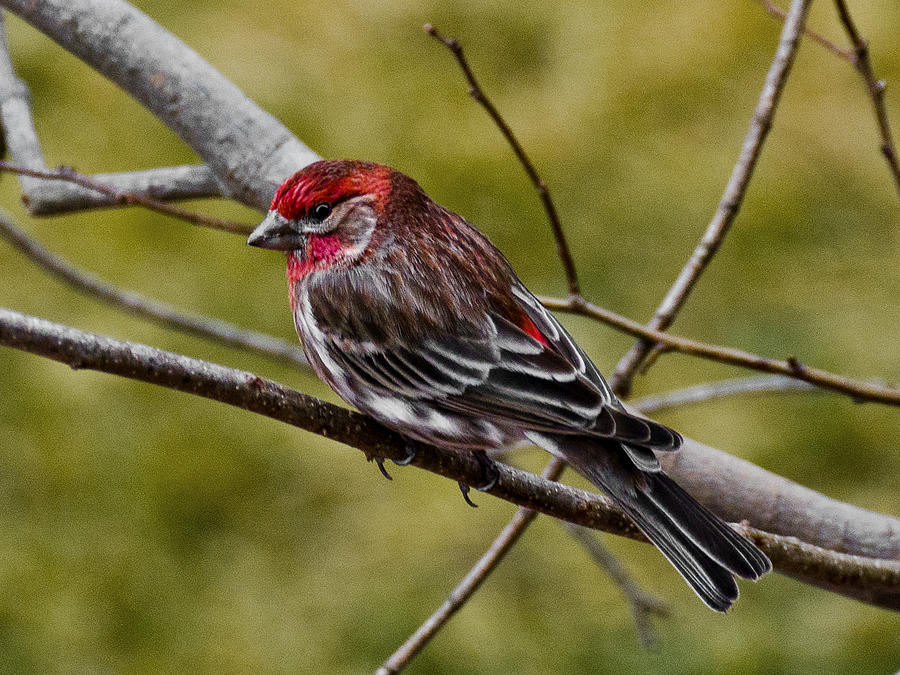 City Photograph - Red Head Black Tail by LeeAnn McLaneGoetz McLaneGoetzStudioLLCcom