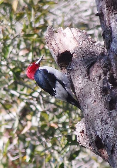 Red Head woodpecker Photograph by David Campione