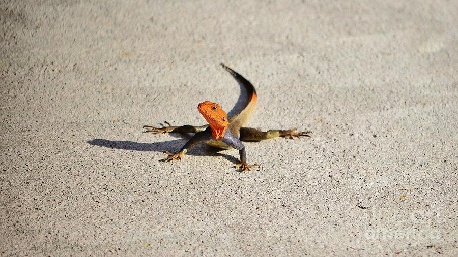 Red Headed Agama Lizard Photograph by Lynda Dawson-Youngclaus