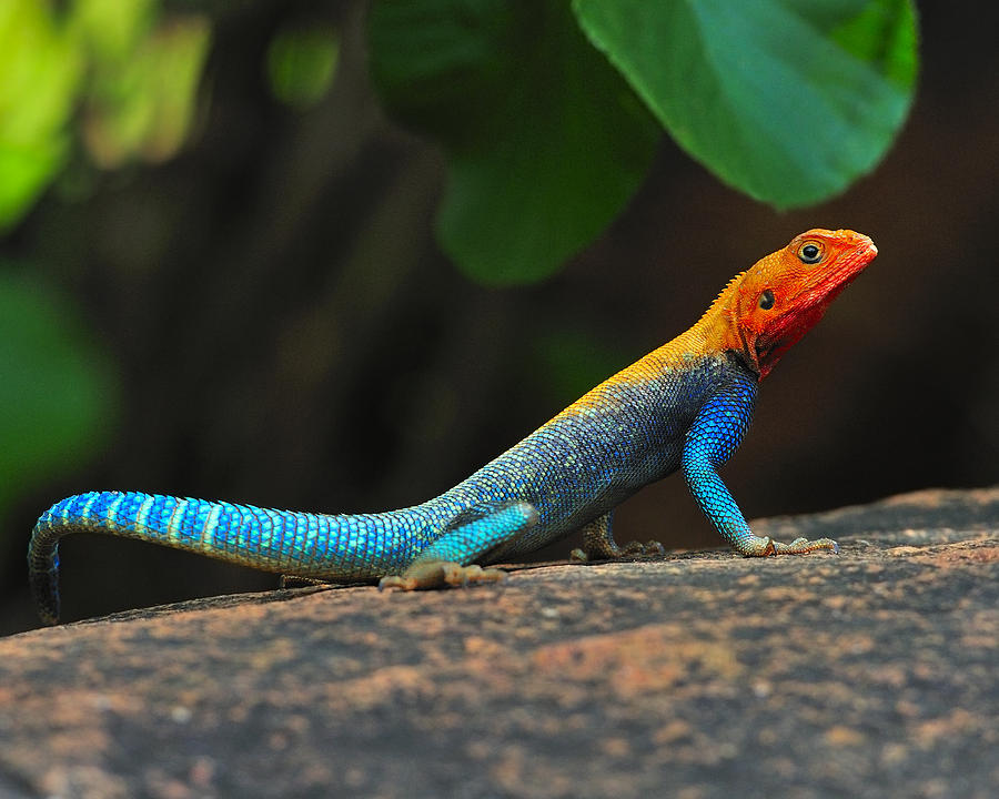 Red-headed Agama Photograph by Tony Beck