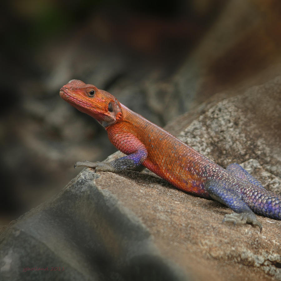 Reptile Photograph - Red Headed Rock Agama by Joseph G Holland