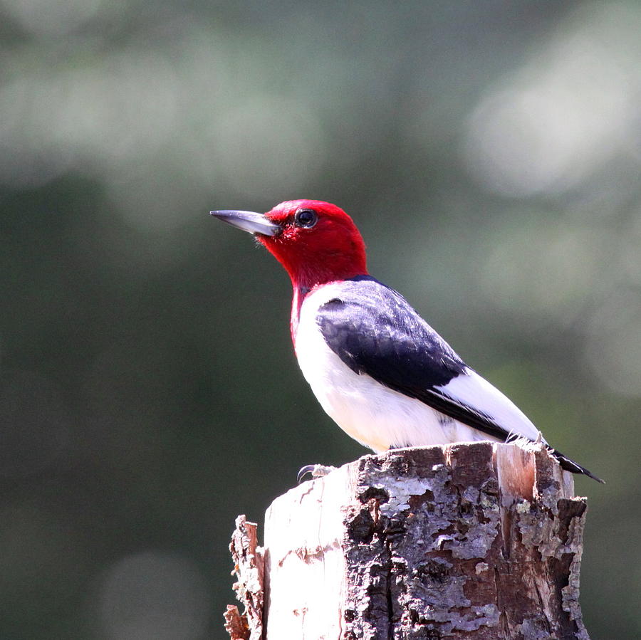 Red-headed Woodpecker - Statue Photograph by Travis Truelove