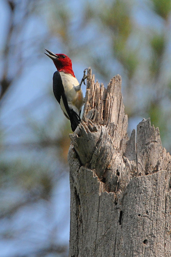 Red Headed Woodpecker Photograph by Alan Lenk