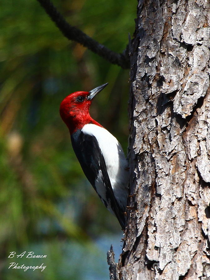 Red-headed Woodpecker Photograph by Barbara Bowen