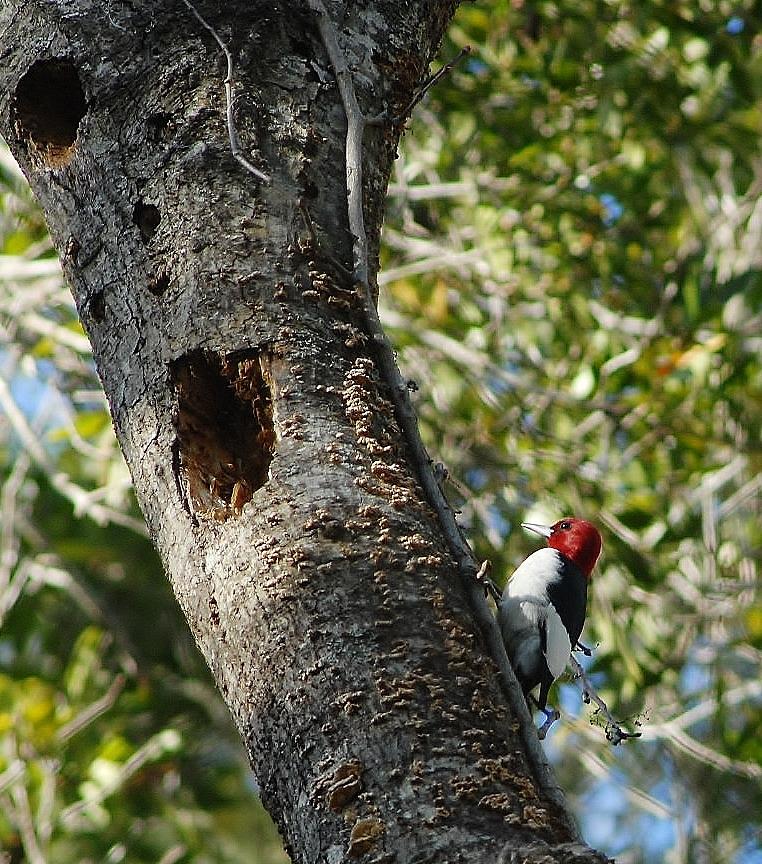 Red headed woodpecker Photograph by David Campione