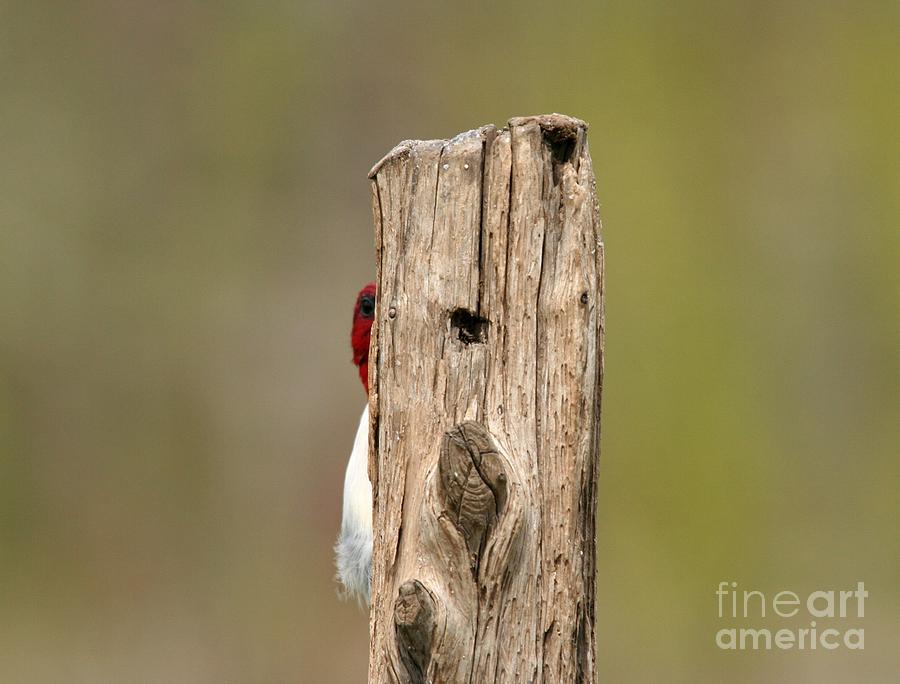 Red-headed Woodpecker Photograph by Jack R Brock
