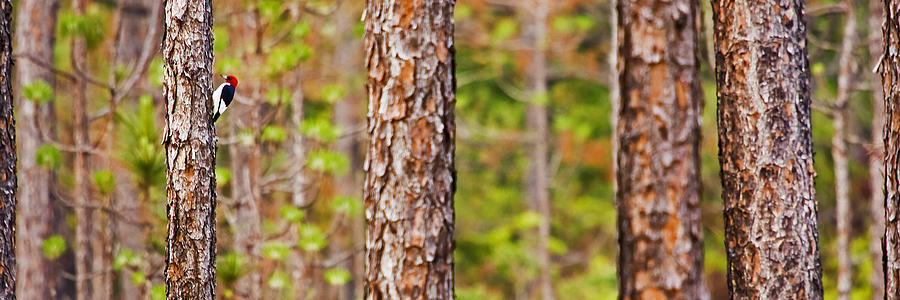 Red Headed Woodpecker on the Pine Savanna Photograph by Bob Decker