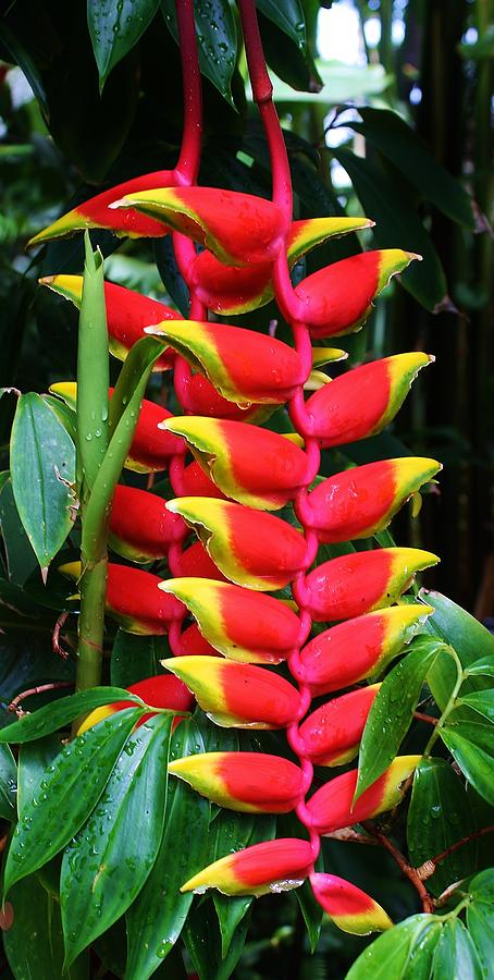 Red Heliconia Photograph by Bruce Bley