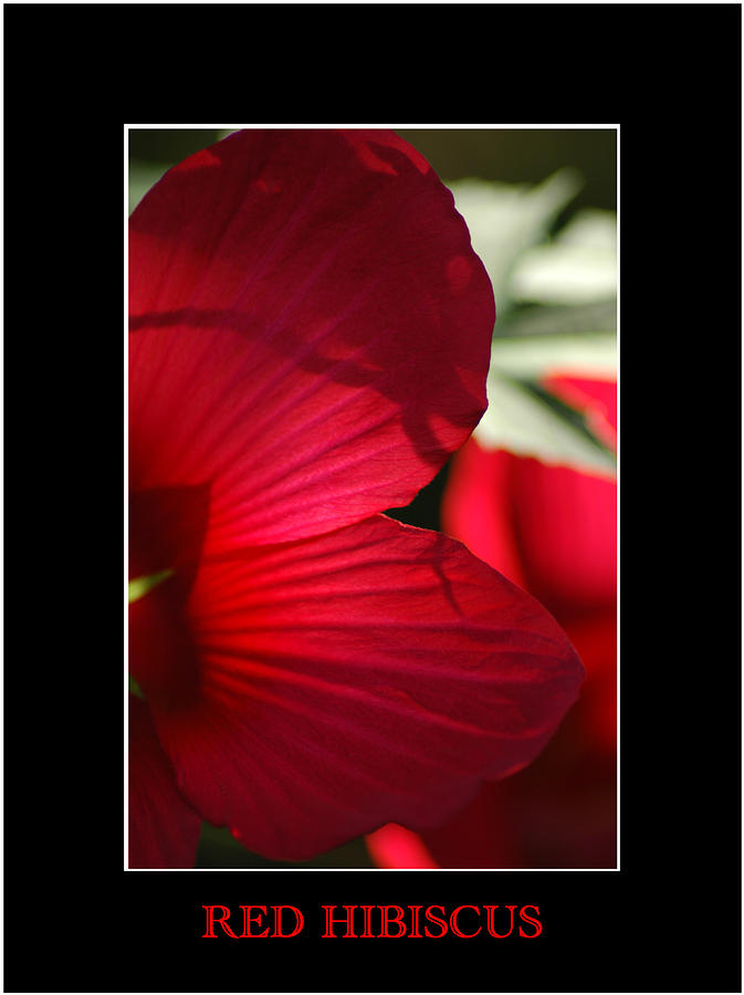 Red Hibiscus 2 Photograph by David Weeks