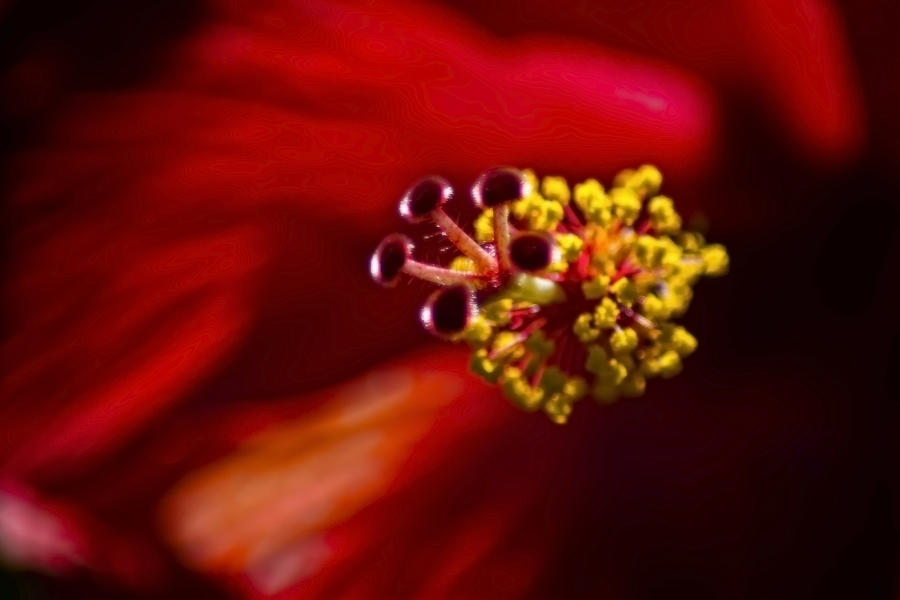 Red Hibiscus Abstract Photograph by Sven Brogren