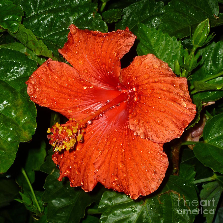 Red Hibiscus After the Rain Photograph by Renee Trenholm