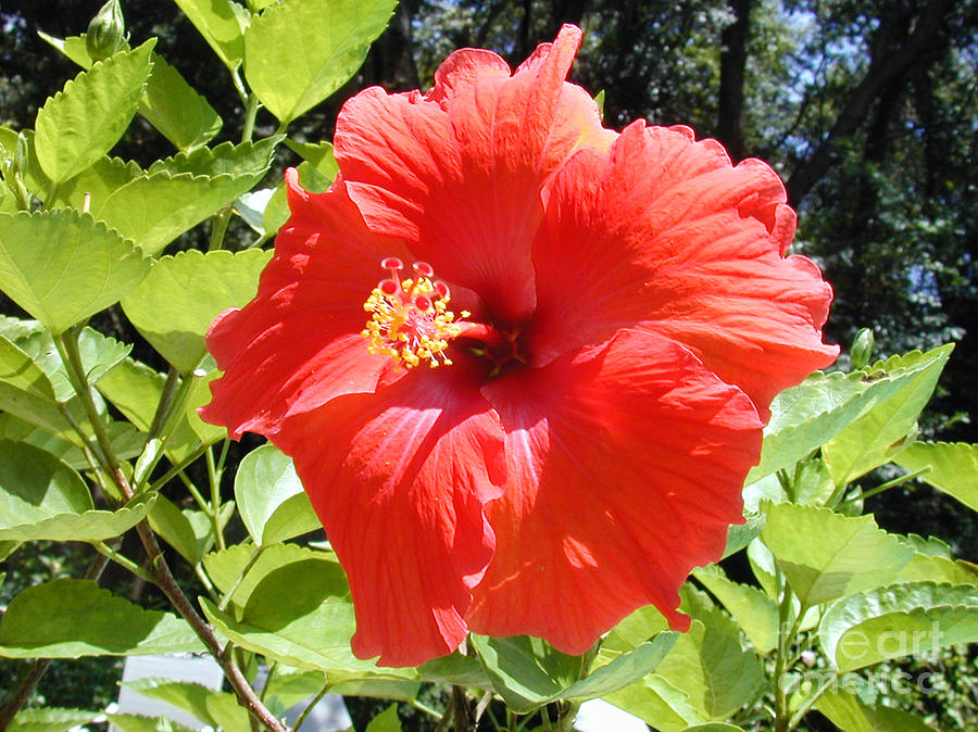 Red Hibiscus Photograph by Bob and Nancy Kendrick