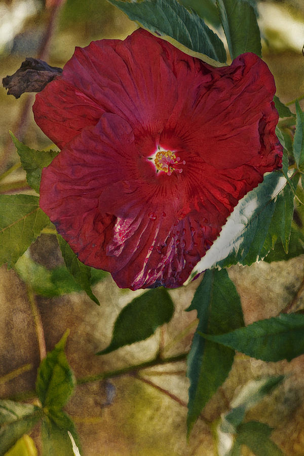 Red Hibiscus Photograph by Bonnie Bruno