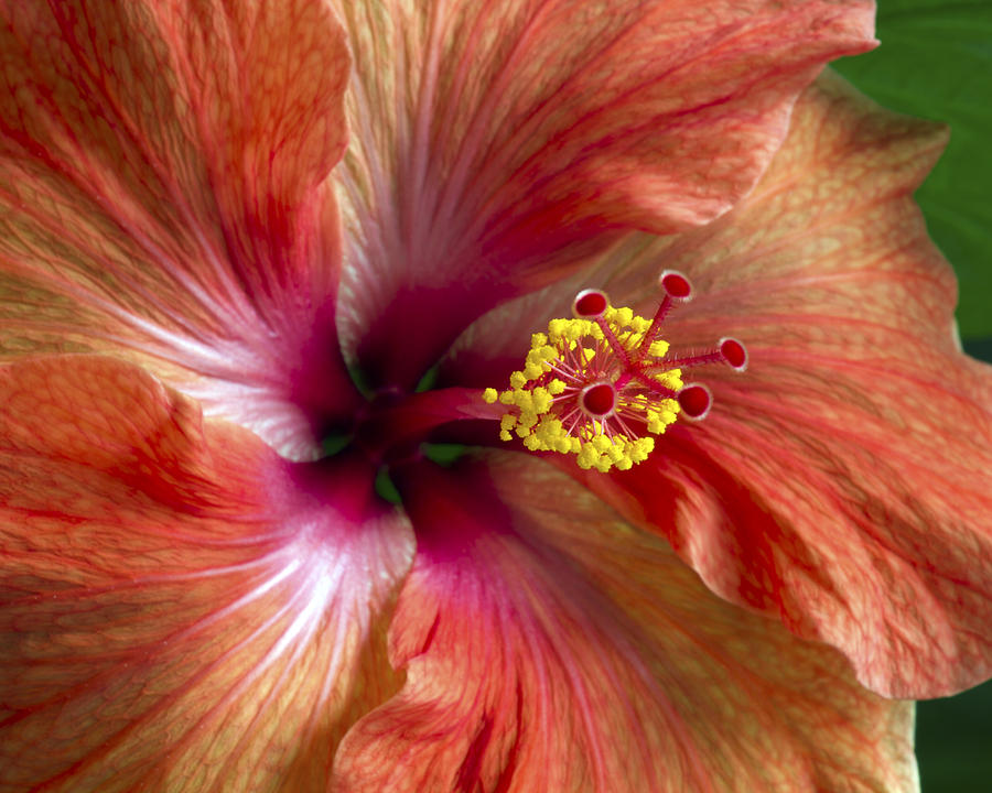 Red Hibiscus Photograph by Catherine Booth-Smith - Fine Art America