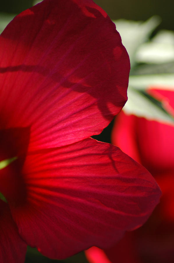 Red Hibiscus Photograph by David Weeks