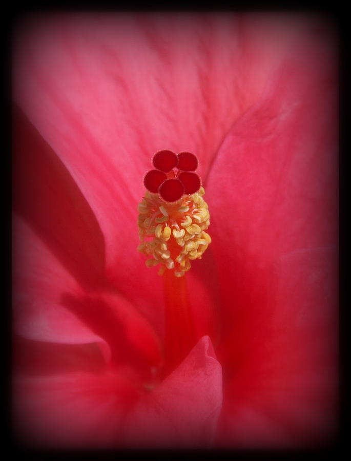 Flowers Still Life Photograph - Red Hibiscus by James Granberry