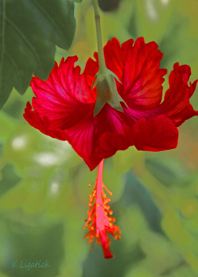 Red Hibiscus Digital Art by Kerri Ligatich