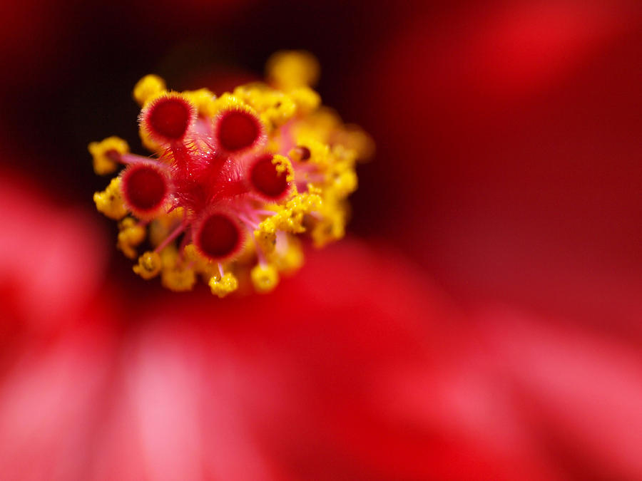Red Hibiscus Photograph by Meir Ezrachi
