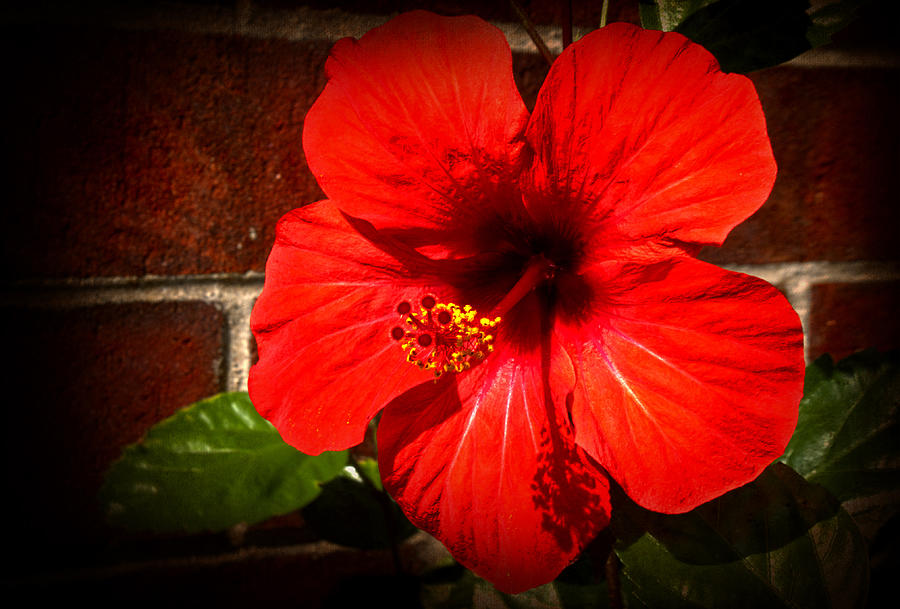Summer Photograph - Red hibiscus by Milena Ilieva