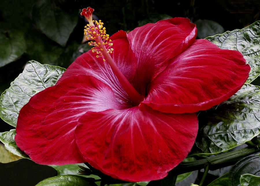 Red Hibiscus Photograph by Nancy Griswold