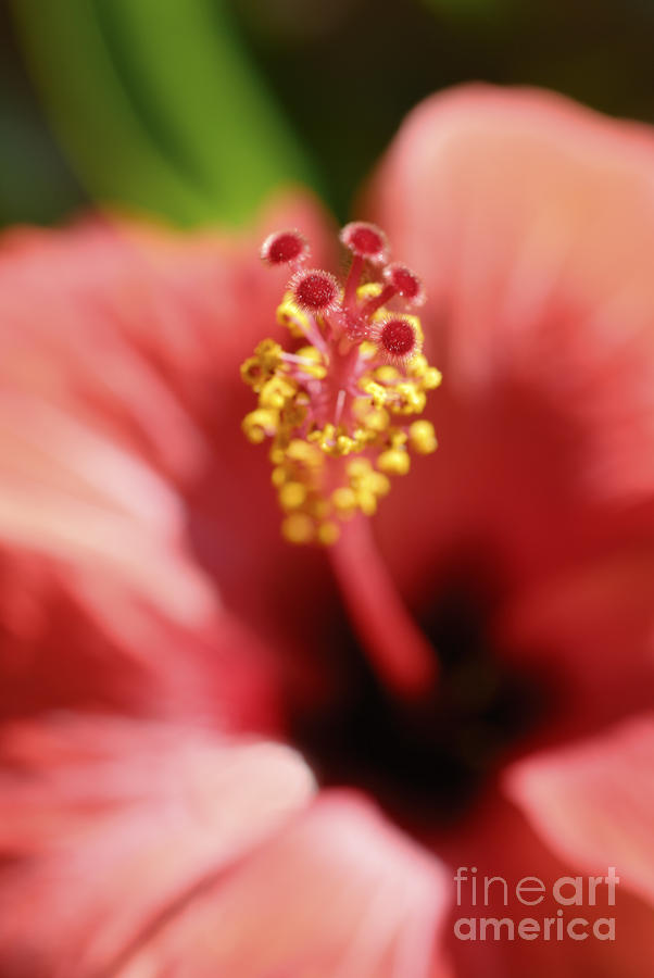 Nature Photograph - red Hibiscus by PhotoStock-Israel