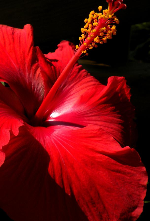 Red Hibiscus Painting by Renate Wesley