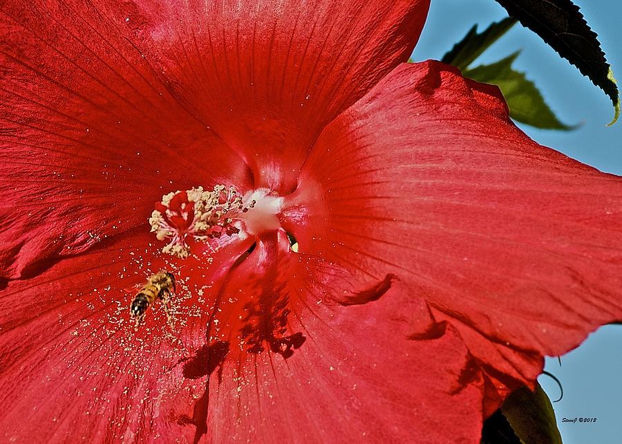 Red Hibiscus Photograph by Stephen Johnson