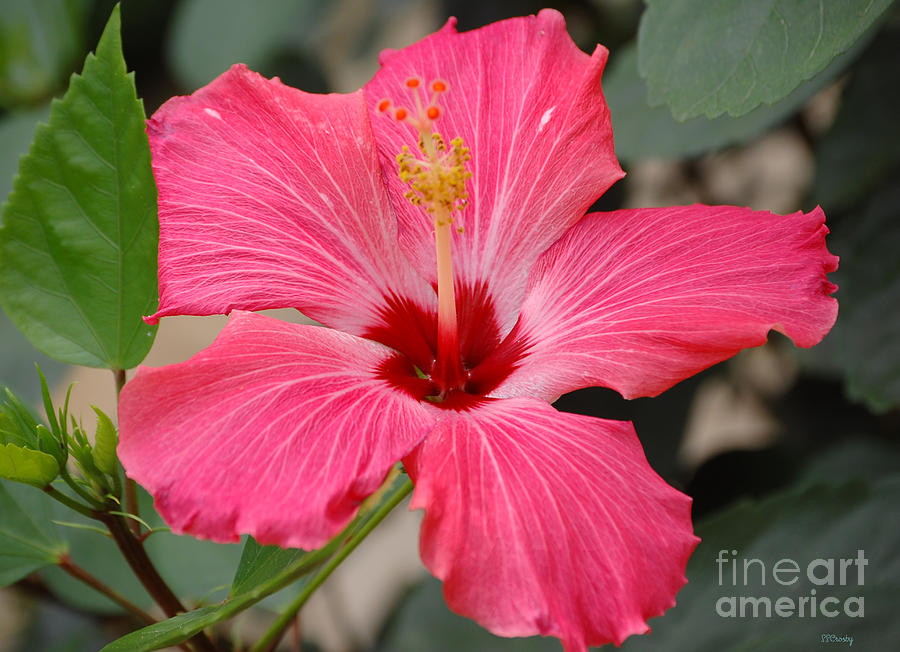 Red Hibiscus Photograph by Susan Stevens Crosby