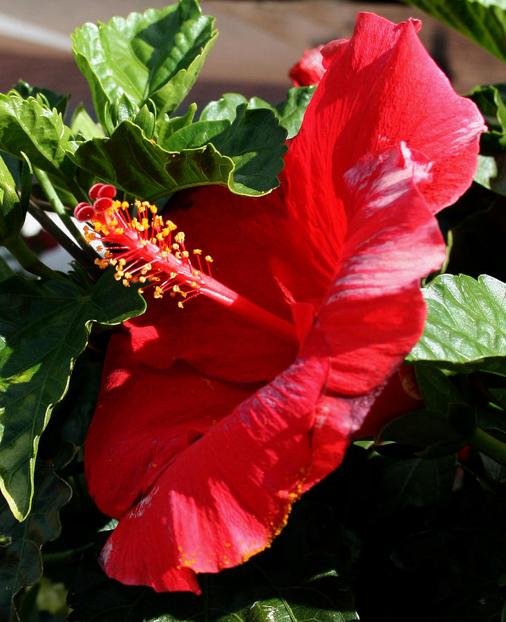 Red Hibiscus2 Photograph by Karen Harrison Brown