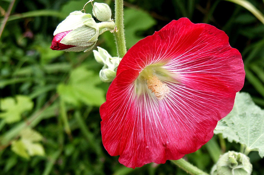 Red Hollyhock Photograph by Lisa Phillips
